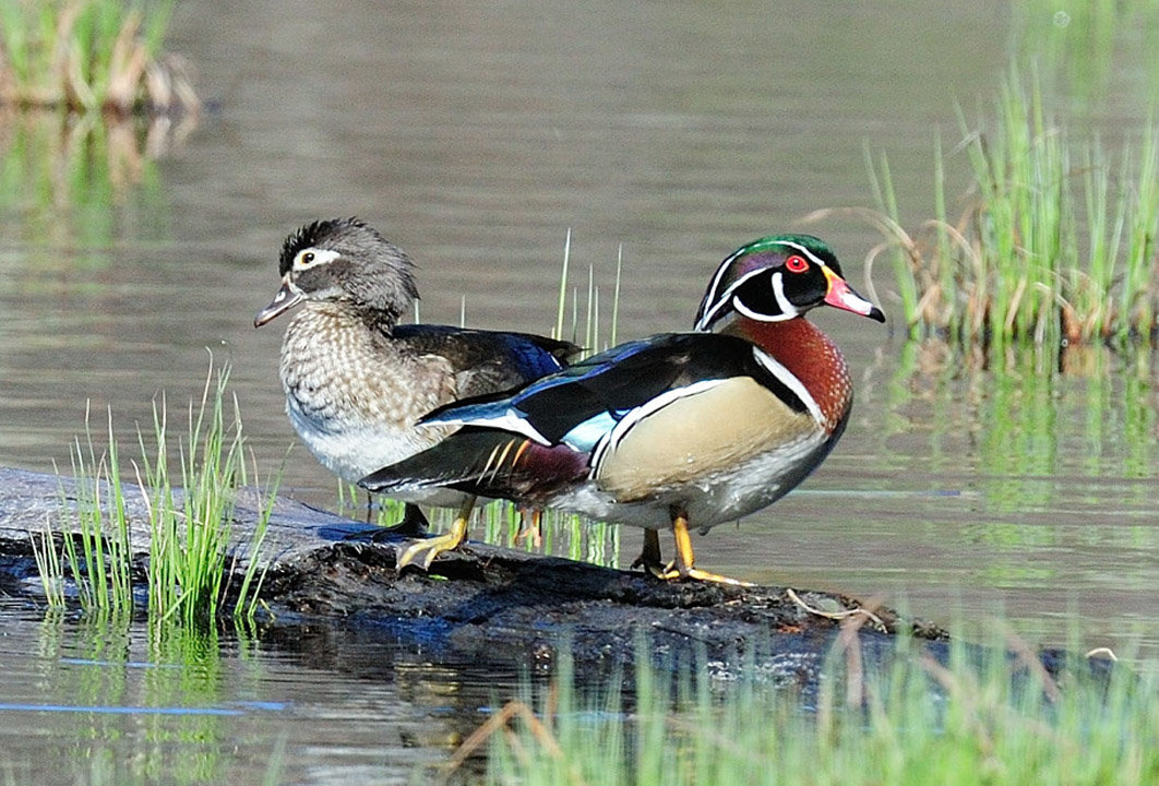 This wood duck pair was one of a few on a spall pond in Shohola, PA. As with many bird species, the male is more colorful. Wood ducks nest in abandoned woodpecker nest cavities or in the tops of broken off trees. They sometimes find their way down chimneys due to this behavior.
